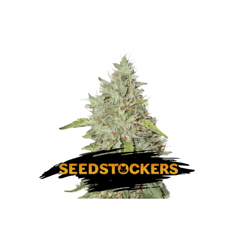 NORTHERN LIGHTS SeedStockers - Sativagrowshop.com