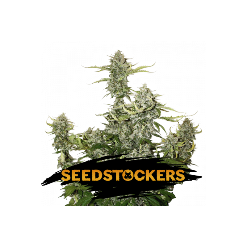 O.G. CANDY DAWG KUSH AUTO SeedStockers - Sativagrowshop.com O.G. CANDY DAWG KUSH AUTO SeedStockers - Sativagrowshop.com