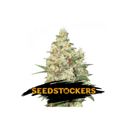 OG KUSH SeedStockers - Sativagrowshop.com