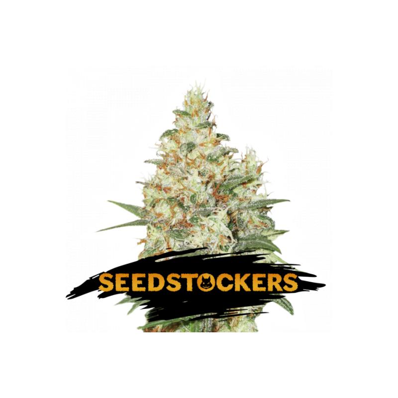 OG KUSH SeedStockers - Sativagrowshop.com