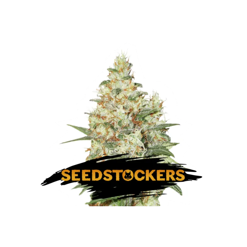 OG KUSH SeedStockers - Sativagrowshop.com