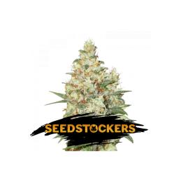 OG KUSH AUTO SeedStockers - Sativagrowshop.com