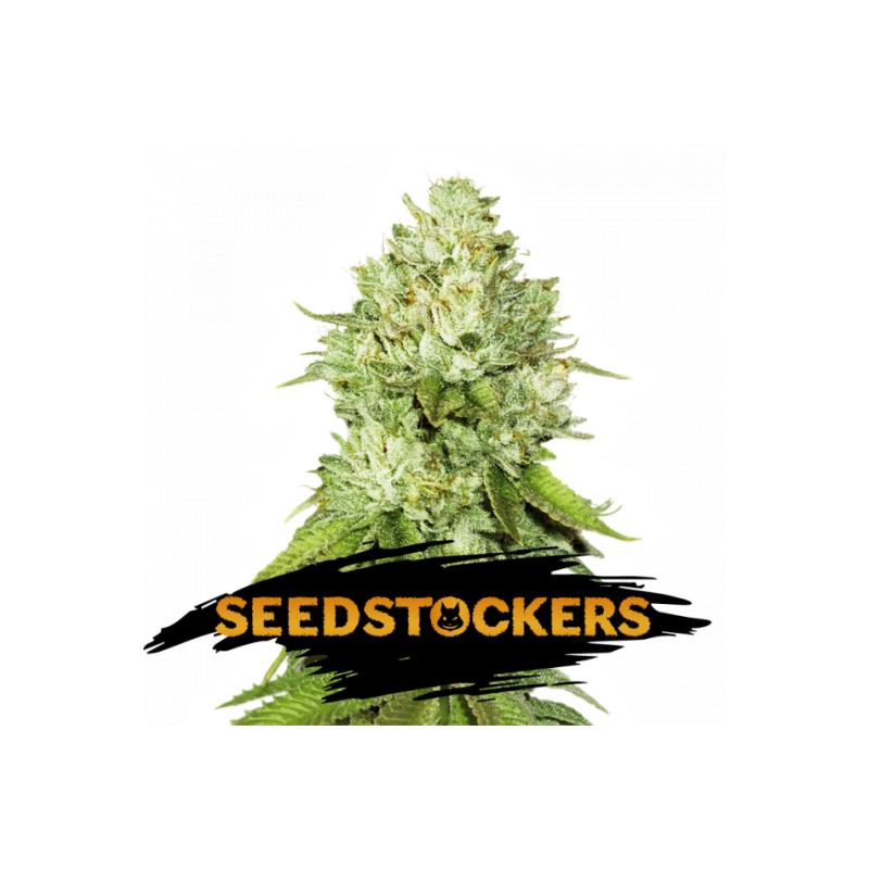 PINEAPPLE SeedStockers - Sativagrowshop.com