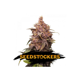 PURPLE PUNCH SeedStockers - Sativagrowshop.com