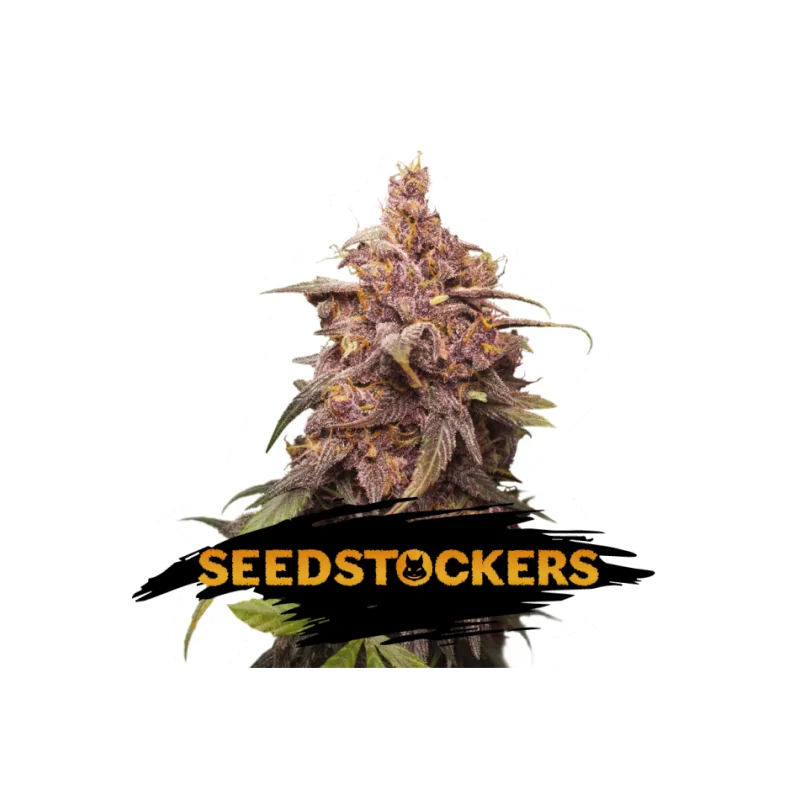PURPLE PUNCH SeedStockers - Sativagrowshop.com