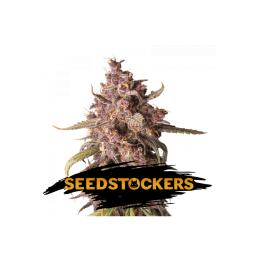 PURPLE PUNCH AUTO SeedStockers - Sativagrowshop.com