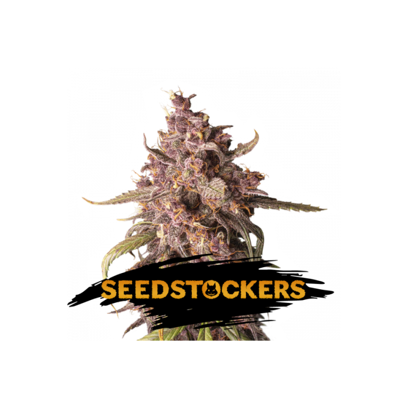 PURPLE PUNCH AUTO SeedStockers - Sativagrowshop.com PURPLE PUNCH AUTO SeedStockers - Sativagrowshop.com