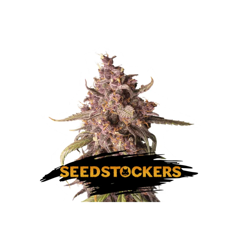 PURPLE PUNCH AUTO SeedStockers - Sativagrowshop.com