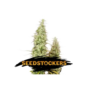 SANTA MARTA HAZE SeedStockers - Sativagrowshop.com