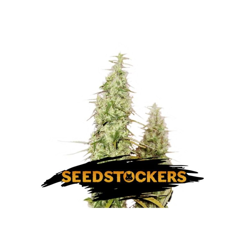 SANTA MARTA HAZE SeedStockers - Sativagrowshop.com