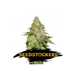 SHERBET SeedStockers - Sativagrowshop.com