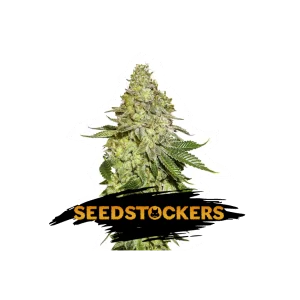 SHERBET SeedStockers - Sativagrowshop.com