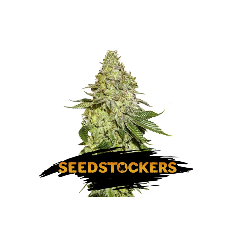 SHERBET SeedStockers - Sativagrowshop.com