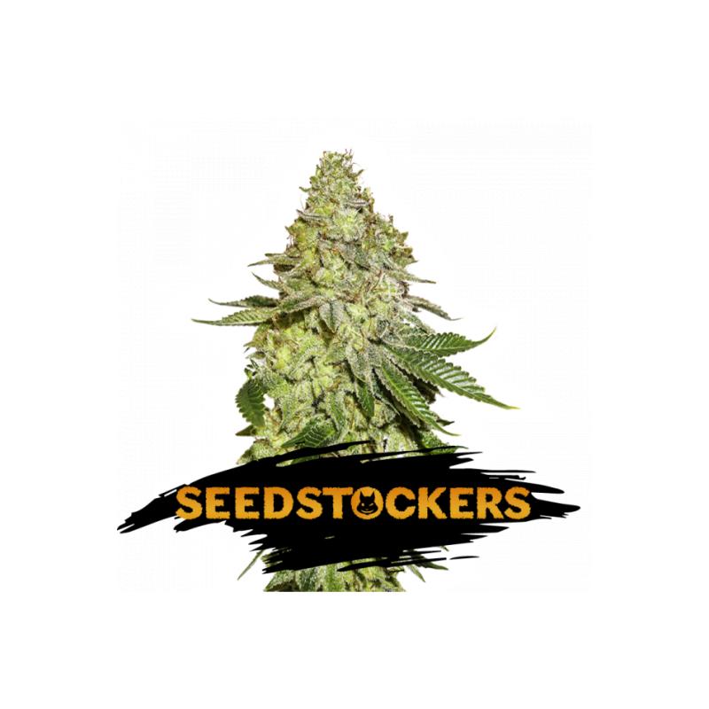 SHERBET SeedStockers - Sativagrowshop.com