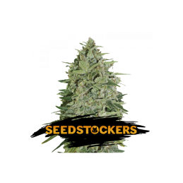 SUPER SKUNK SeedStockers - Sativagrowshop.com