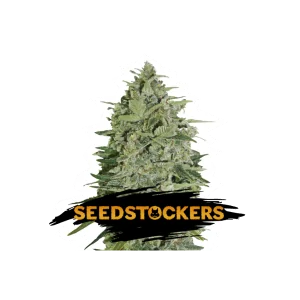 SUPER SKUNK SeedStockers - Sativagrowshop.com