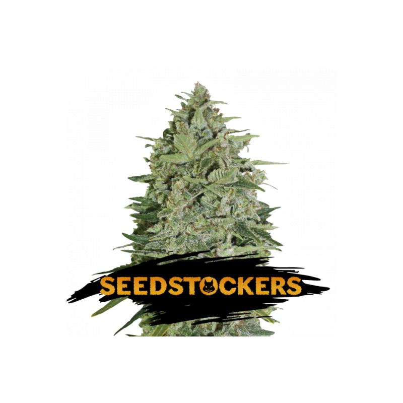 SUPER SKUNK AUTO SeedStockers - Sativagrowshop.com