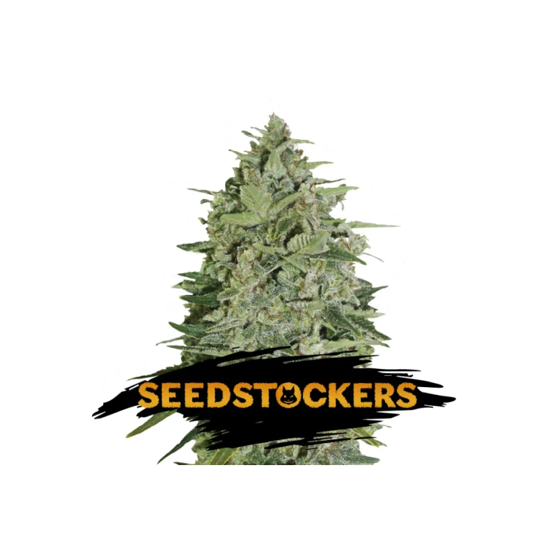 SUPER SKUNK AUTO SeedStockers - Sativagrowshop.com
