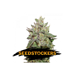 WEDDING CAKE SeedStockers - Sativagrowshop.com