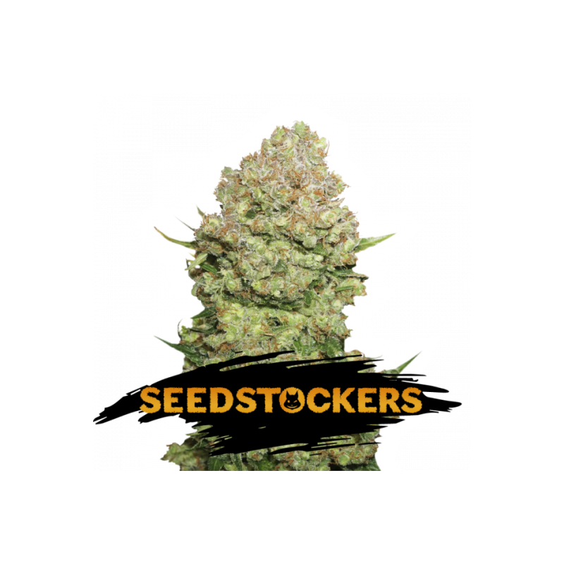 WHITE WIDOW SeedStockers - Sativagrowshop.com WHITE WIDOW SeedStockers - Sativagrowshop.com