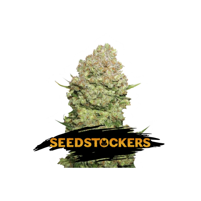 WHITE WIDOW SeedStockers - Sativagrowshop.com
