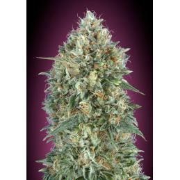 Auto Gelato #33 Advanced Seeds - Sativagrowshop.com