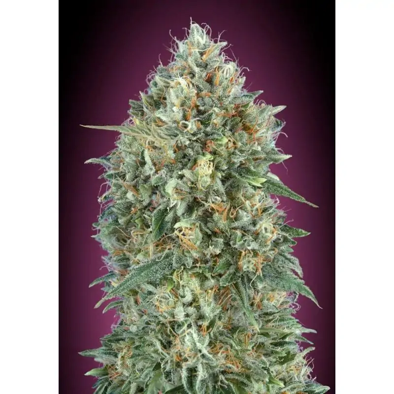 Auto Gelato #33 Advanced Seeds - Sativagrowshop.com
