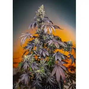 RED GORILLA GIRL XL AUTO Sweet Seeds – Sativagrowshop.com