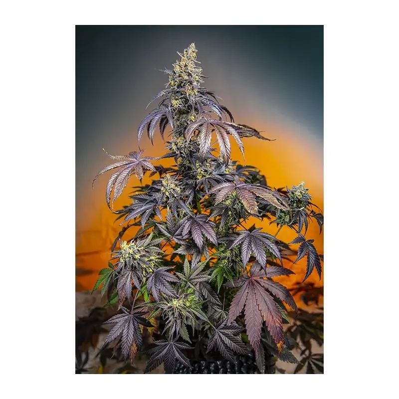 RED GORILLA GIRL XL AUTO Sweet Seeds – Sativagrowshop.com