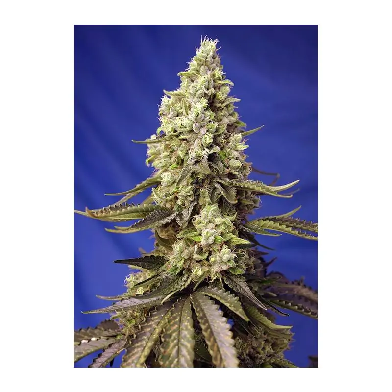 RUNTZ XL AUTO Sweet Seeds – Sativagrowshop.com