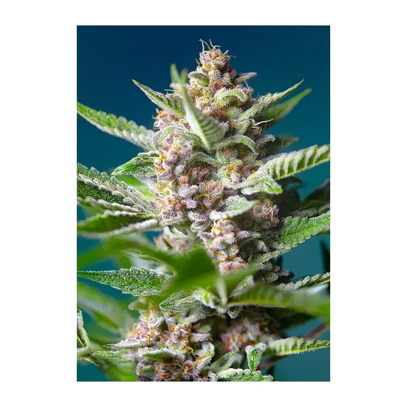 PURPLE PUNCH OG Sweet Seeds – Sativagrowshop.com