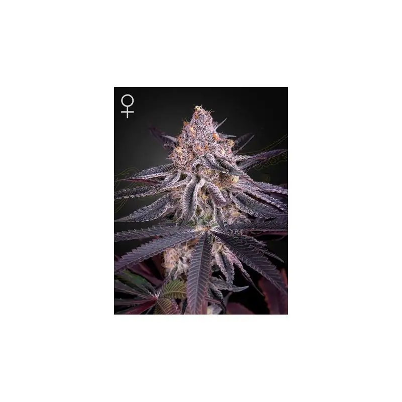 King's Juice Green House Co. - Sativagrowshop.com