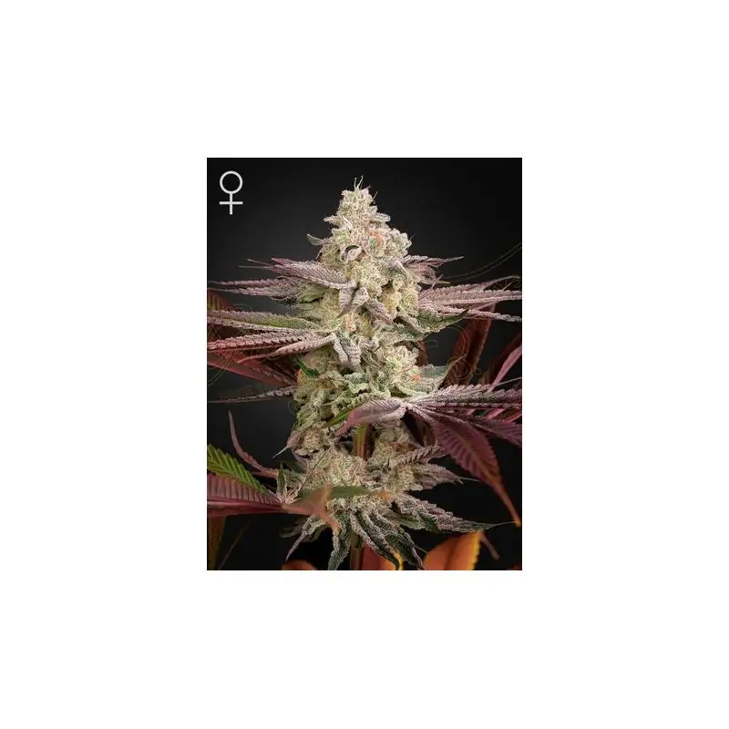 Chemical Bride Green House Co. - Sativagrowshop.com