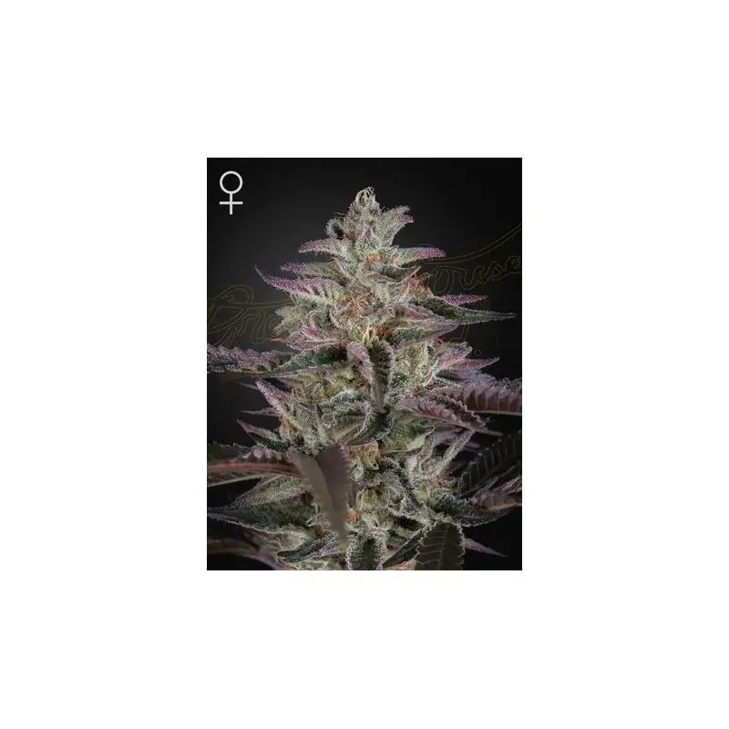 Banana Krumble Green House Co. - Sativagrowshop.com