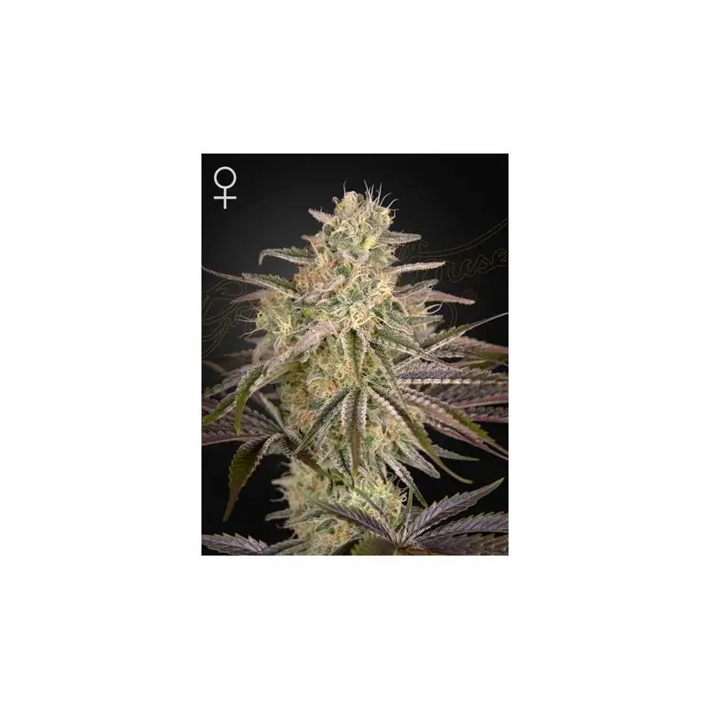 Cloud Walker Green House Co. - Sativagrowshop.com