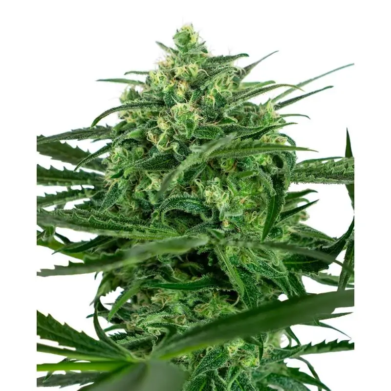 Sensi Amnesia Sensi Seeds - Sativagrowshop.com