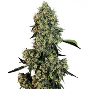 OG Kush Sensi Seeds - Sativagrowshop.com