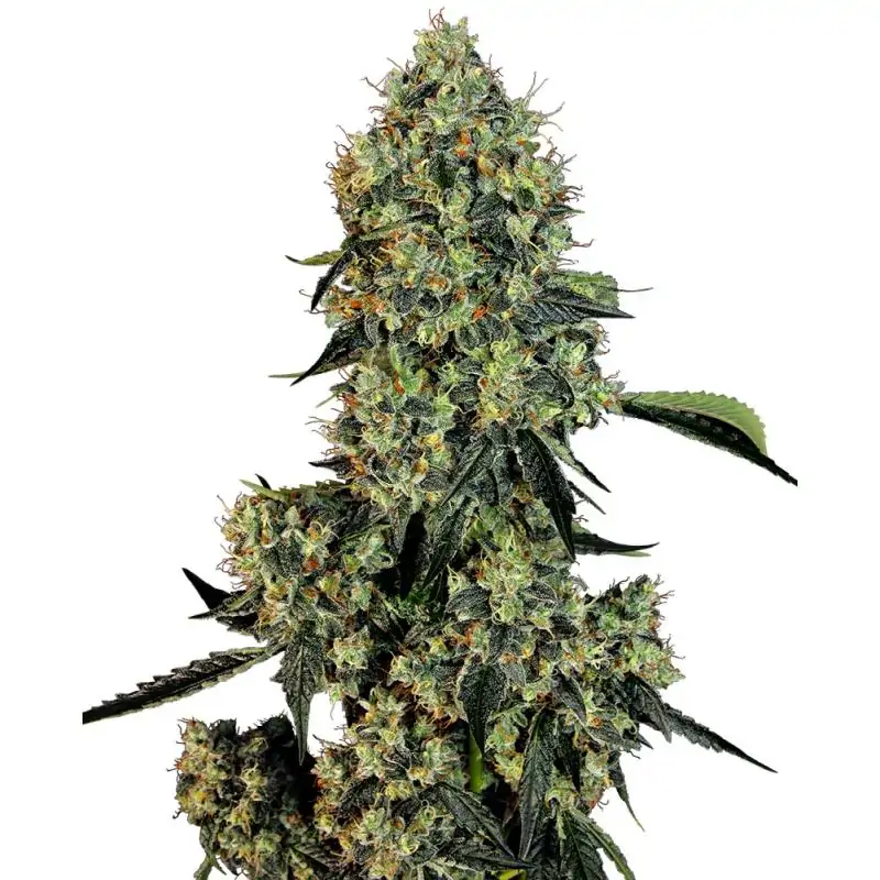 OG Kush Sensi Seeds - Sativagrowshop.com