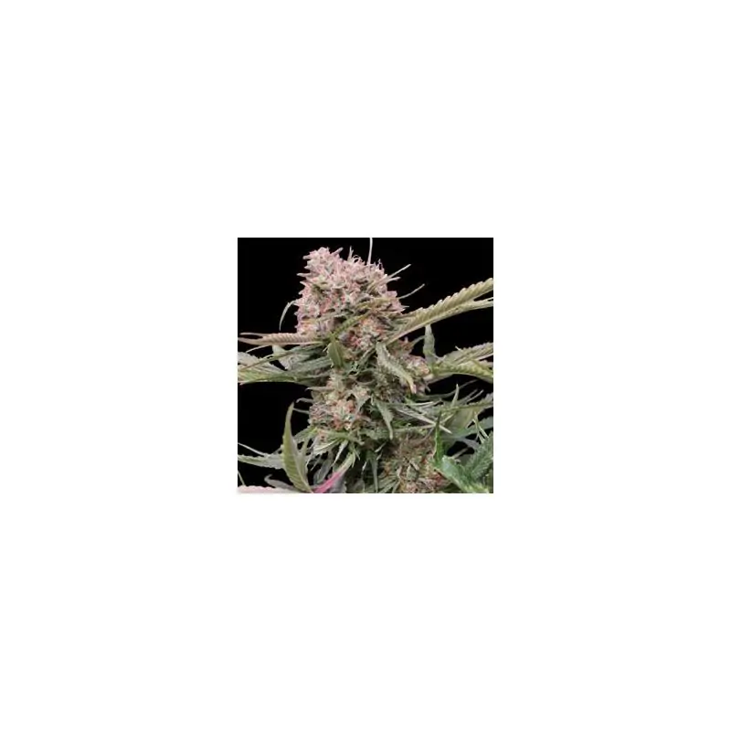 AUTO GIGABUD - G13 Labs - Sativagrowshop.com