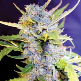 AUTO FRO-YO - G13 Labs - Sativagrowshop.com