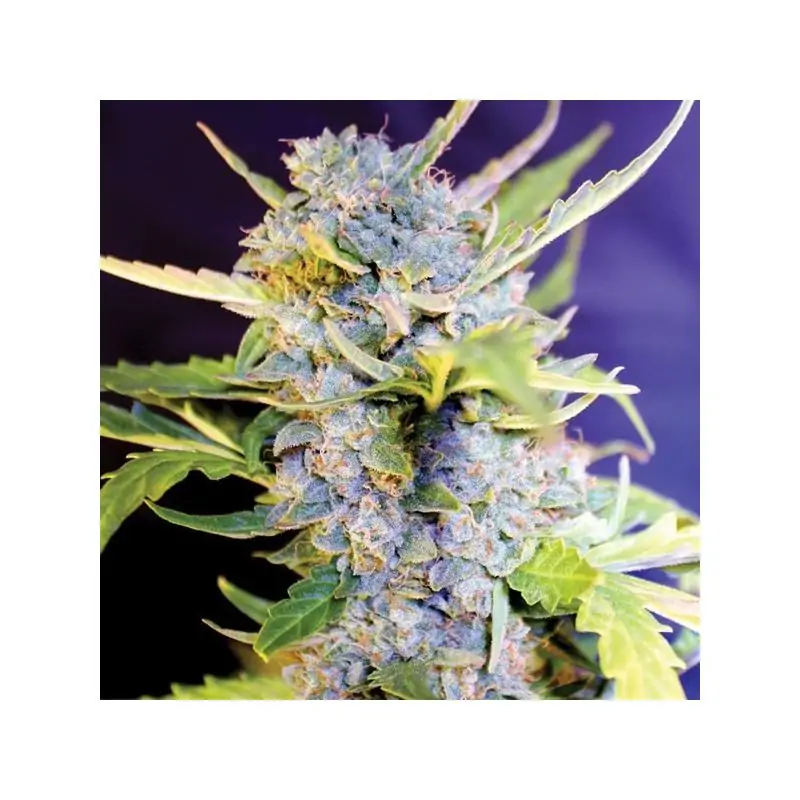 AUTO FRO-YO - G13 Labs - Sativagrowshop.com