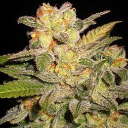 Auto Northern Lights Sativagrowshop.com