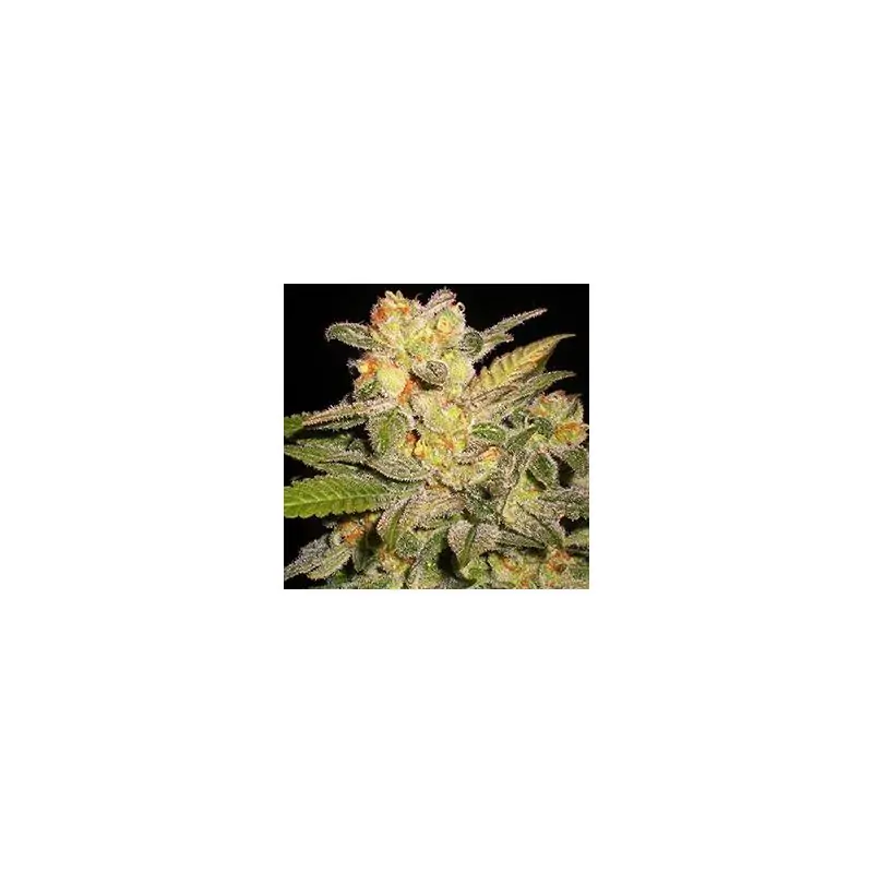 Auto Northern Lights Sativagrowshop.com