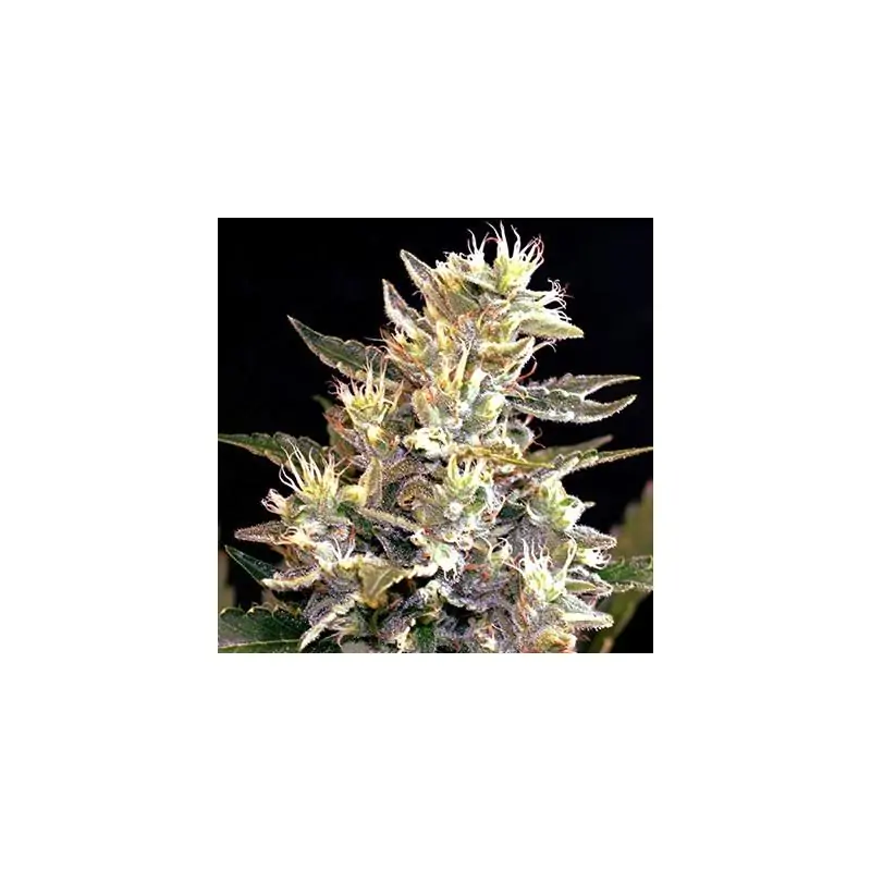 Auto Sunset Vibes - G13 Labs - Sativagrowshop.com