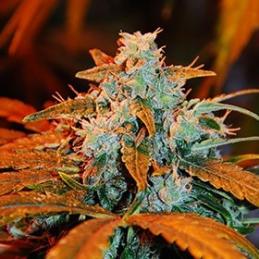 AUTO BERRY - G13 Labs - Sativagrowshop.com