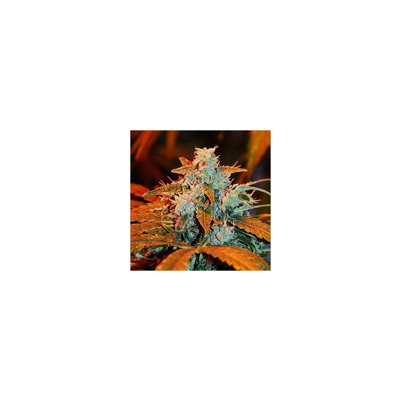AUTO BERRY - G13 Labs - Sativagrowshop.com AUTO BERRY - G13 Labs - Sativagrowshop.com