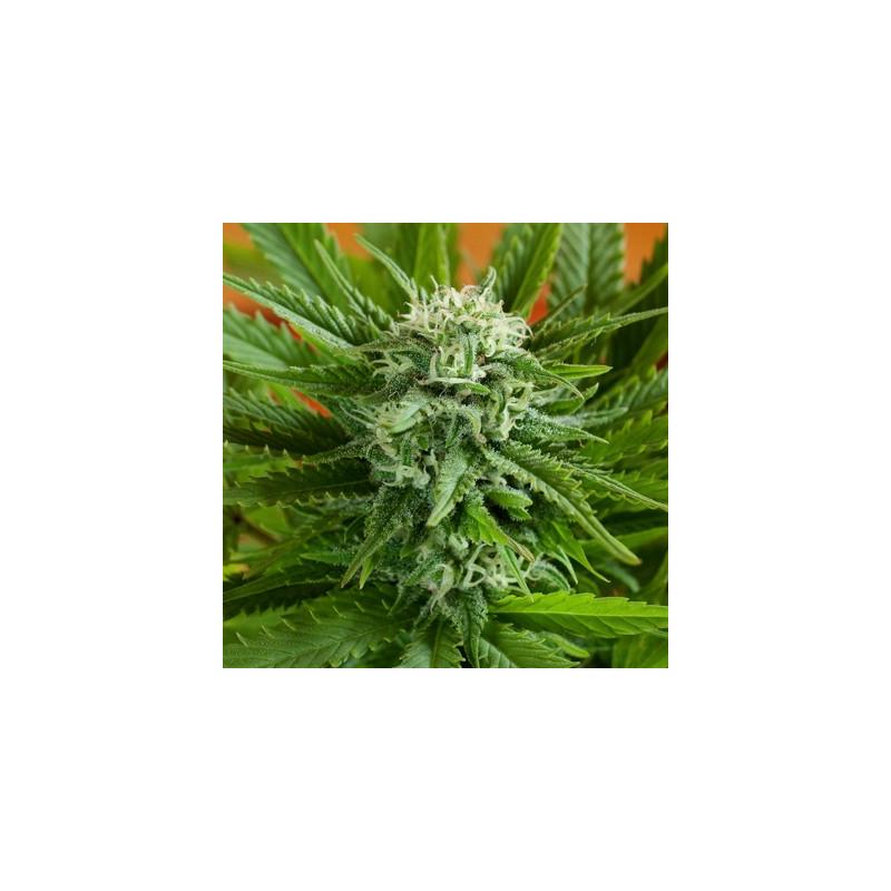 Auto Pineapple Express 2 - G13 Labs  - Sativagrowshop.com