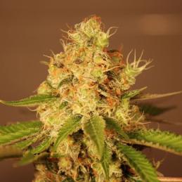 AUTO DIESEL - G13 Labs - Sativagrowshop.com