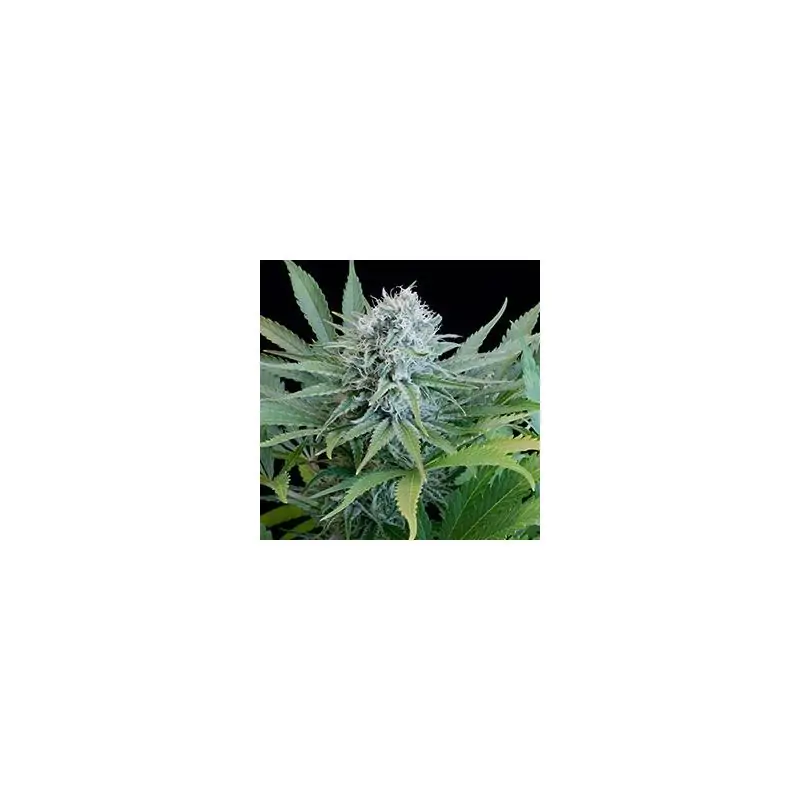 Peach Purée CBD
