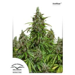 Blue Auto Mazar DUTCH PASSION
